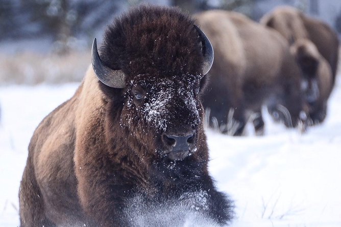 Grand Teton and National Elk Refuge Winter Wonderland Full Day Adventure - Who this tour is best for in winter, and who should choose something else