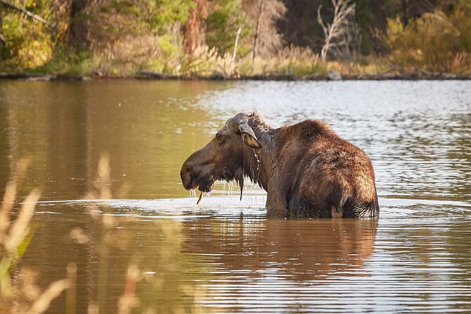 Grand Teton Half Day Tour - Using the spotting scope and binoculars like a pro