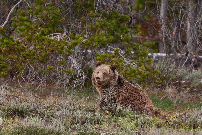 Grand Teton Half Day Tour - What $149 really covers, and what to plan for