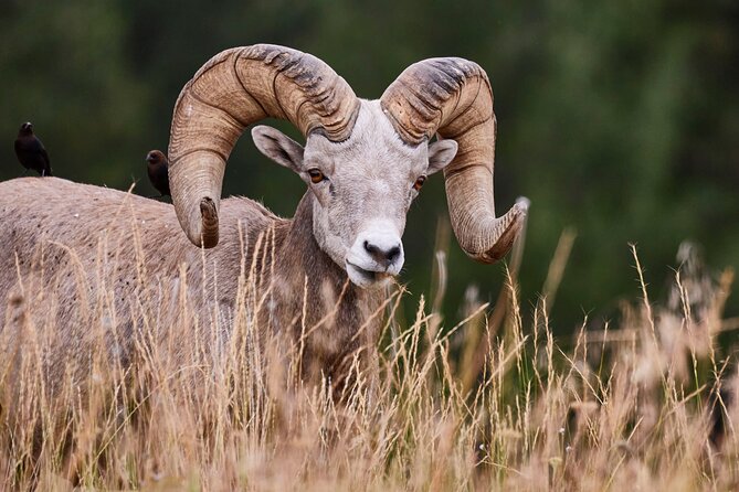 Grand Teton Half Day Tour - Oxbow Bend, Menor’s Ferry, and the Snake River story points