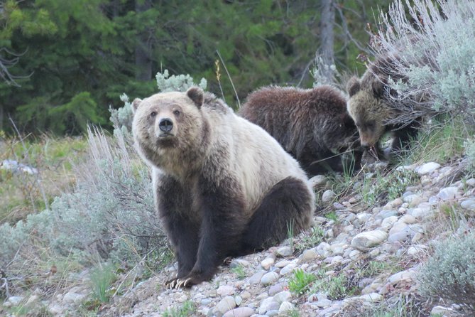 Grand Teton National Park - Full-Day Guided Tour from Jackson Hole - Getting Off the Road Stress: Transport and a Small Group in Grand Teton