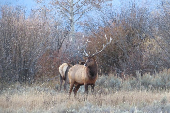 Grand Teton National Park - Full-Day Guided Tour from Jackson Hole - Oxbow Bend and Jackson Lake: Photo Spots with Real Wildlife Odds