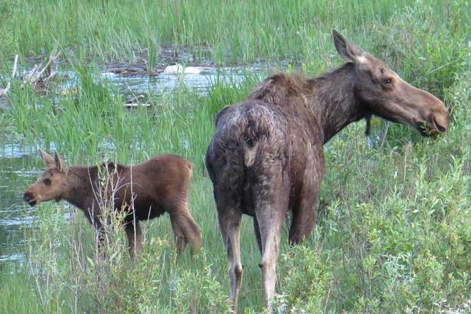 Grand Teton National Park - Full-Day Guided Tour from Jackson Hole - Jenny Lake Boat Ride Season and the Optional Hidden Falls Walk