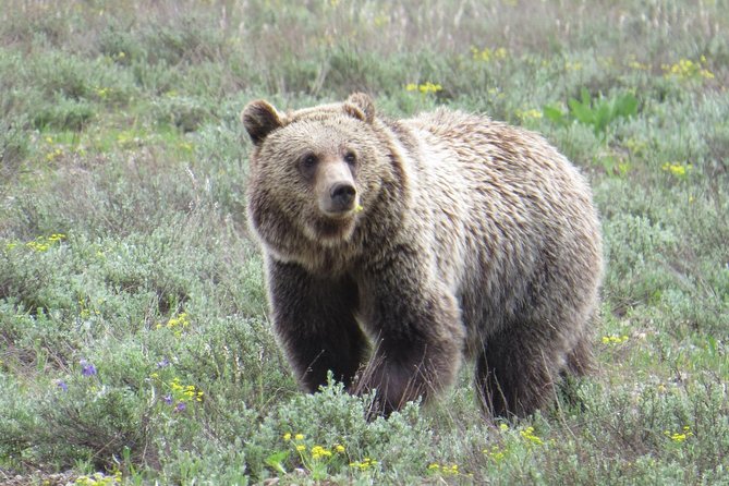 Grand Teton National Park - Full-Day Guided Tour from Jackson Hole - Price of $335 and What You Actually Get for It