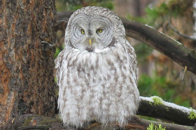 Grand Teton National Park - Full-Day Guided Tour from Jackson Hole - Safety, Wildlife Etiquette, and a Note on Group Dynamics