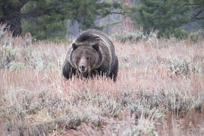 Grand Teton National Park - Sunset Guided Tour from Jackson Hole - Guides and the Human Touch: What Makes the Experience Work