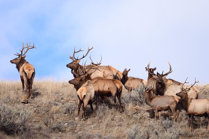 Grand Teton Wildlife Safari in a Enclosed or Open-Air Vehicle (season dependent) - Price and Value: What $159 Buys You