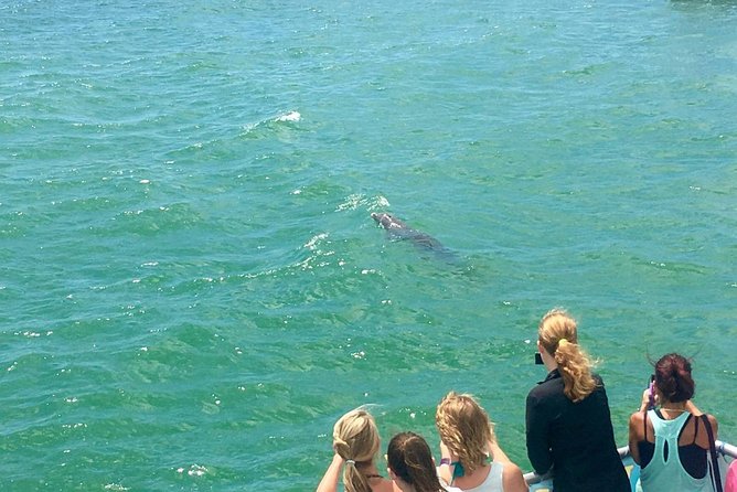Guaranteed Dolphin Sighting Tour on Tropics Boat Tours - A guaranteed dolphin sighting that actually means something