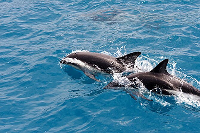 Guaranteed Dolphin Sighting Tour on Tropics Boat Tours - What 1 hour 45 minutes feels like on Tropics Boat Tours