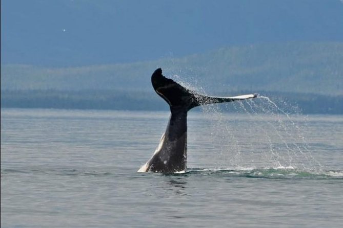 Guaranteed Whale Watching Adventure - Quick Key Points Before You Go