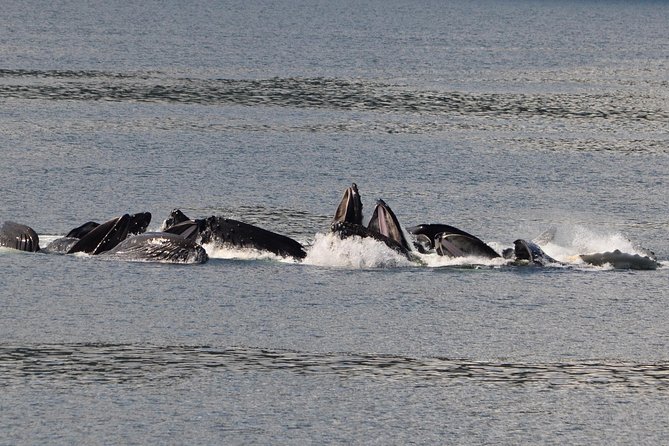 Guaranteed Whale Watching Adventure - Small Group Size for Better Seeing (Not Just Better Stories)