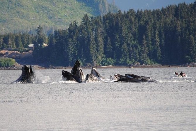 Guaranteed Whale Watching Adventure - Point Adolphus: The Focus Stop for Humpback Activity