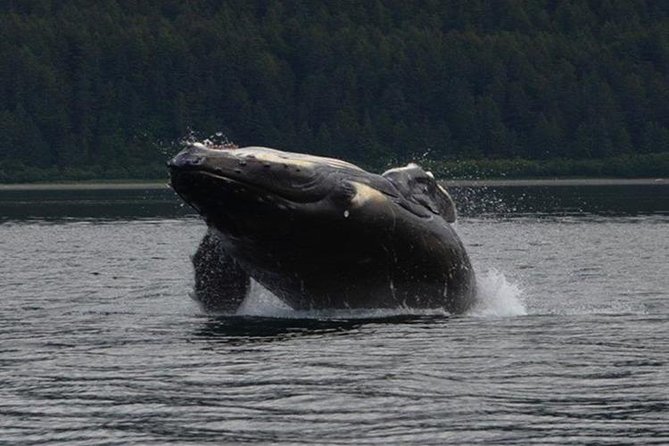 Guaranteed Whale Watching Adventure - Icy Strait Segment: Where the Wildlife Cast Plays Full-On