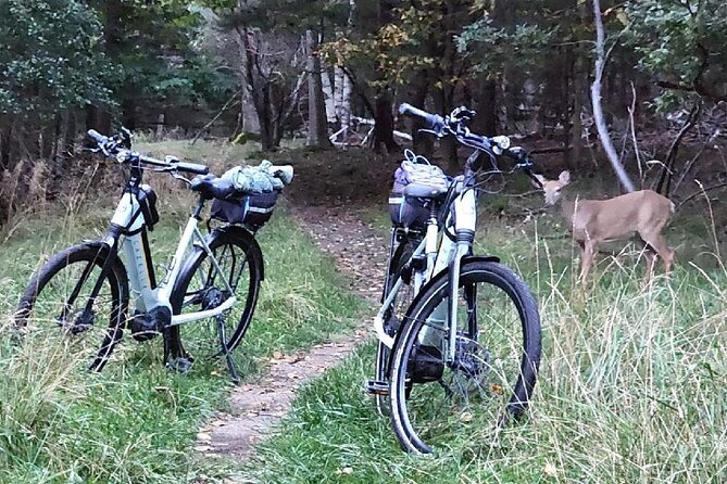 Guided Ebike Tour of Acadia National Park Carriage Roads - Paradise Hill to Duck Brook Bridge: the view-heavy opener
