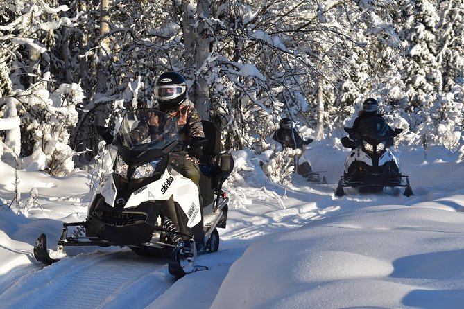 Guided Fairbanks Snowmobile Tour - Wildlife Spotting, Alaska Style: What You Can Look For