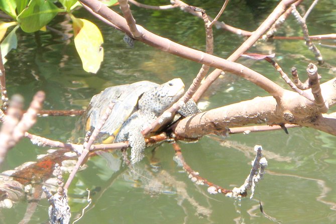 Guided Kayak Eco Tour - Bunche Beach - Who should book this Bunche Beach kayak eco tour