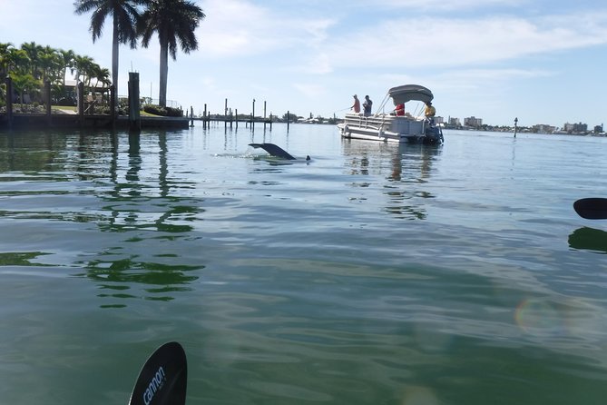 Guided Kayak Eco Tour - Bunche Beach - Mangrove tunnels, coastal water, and the wildlife odds you should care about