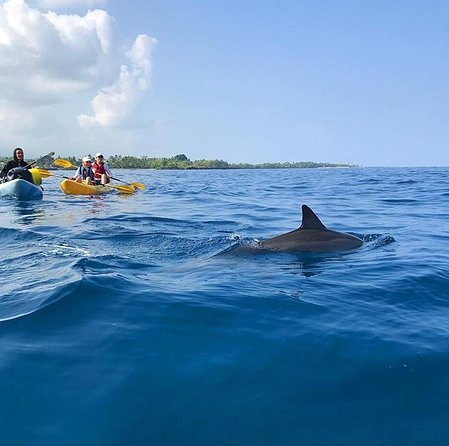 Guided Outrigger Canoe Tour in Kealakekua Bay - What the Schedule Feels Like, From 8:00 am to Back at the Launch