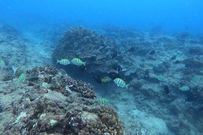 Guided Snorkel Tour for Beginners in Honolulu - Meeting Point at Ala Moana: Easy Access, Simple Start