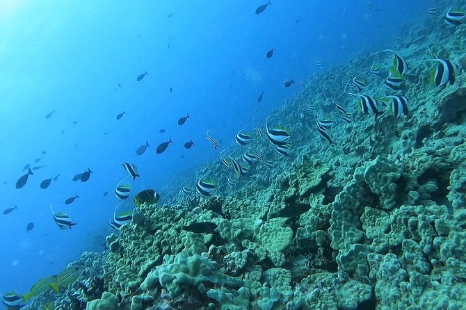 Guided Snorkel Tour for Beginners in Honolulu - What Happens During the Lesson: Gear, Comfort, Then Reef Time