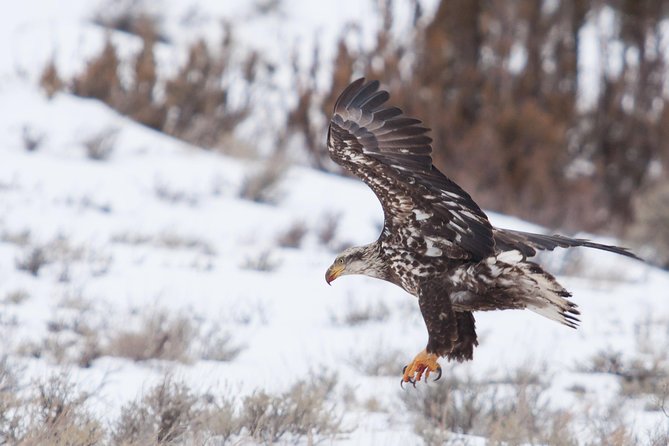 Half Day Grand Teton Wildlife Safari Tour - Pickup Windows From Jackson Hole, and Why Timing Matters