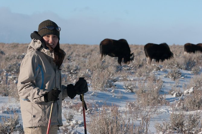 Half Day Grand Teton Wildlife Safari Tour - What You Actually Get in the Van: Gear, Snacks, and a Small-Group Advantage
