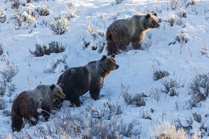Half Day Grand Teton Wildlife Safari Tour - Who This Safari Fits Best in Your Jackson Hole Plans