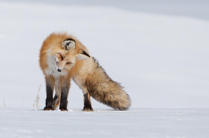 Half Day Grand Teton Wildlife Safari Tour - Should You Book This Grand Teton Wildlife Safari?