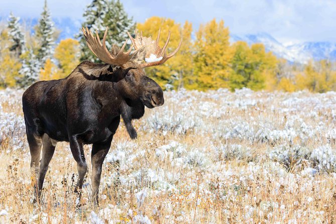Half Day Grand Teton Wildlife Safari Tour - How the Stops Work: Flexible Routing With Real Explanations
