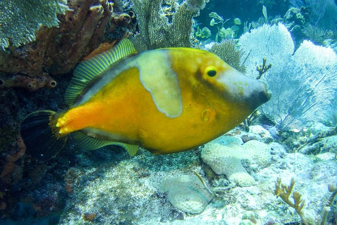 Half Day Snorkel Trip on Reefs in the Florida Keys - John Pennekamp Coral Reef State Park: The Only Living Coral Reef in the U.S.