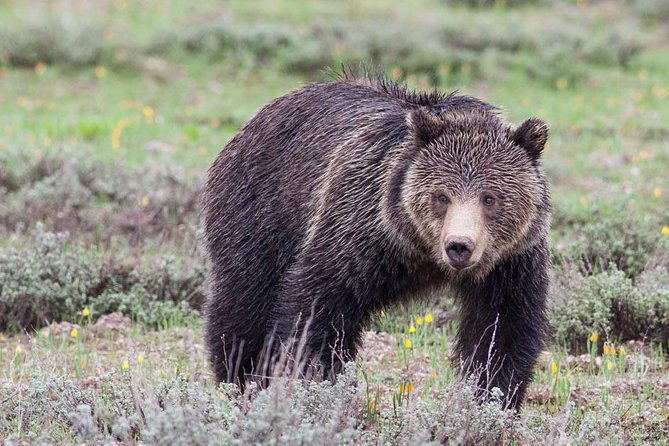 Half-Day Wildlife Safari Tour in Grand Teton National Park - Key Things to Know Before You Go