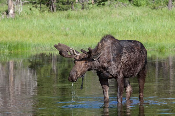 Half-Day Wildlife Safari Tour in Grand Teton National Park - The Comfort and Viewing Setup That Makes Wildlife Actually Visible