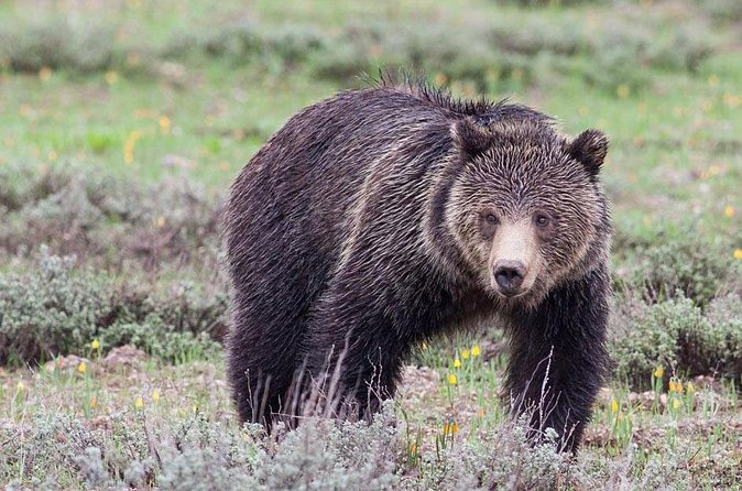 Half-Day Wildlife Safari Tour in Grand Teton National Park - Six Stops, Each with a Purpose: How the Route Works