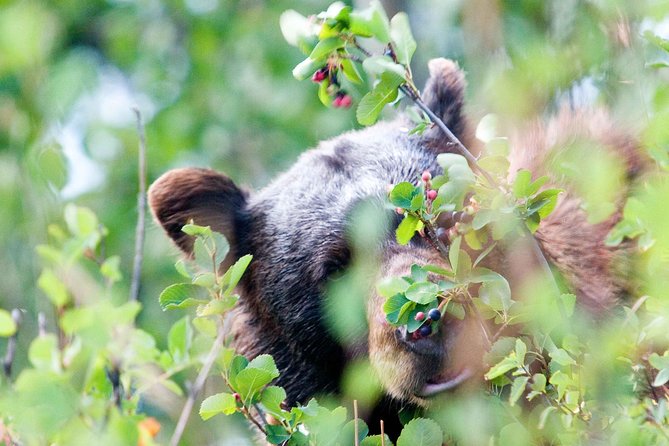 Half-Day Wildlife Safari Tour in Grand Teton National Park - Food, Breaks, and the Little Stuff That Keeps the Day Enjoyable