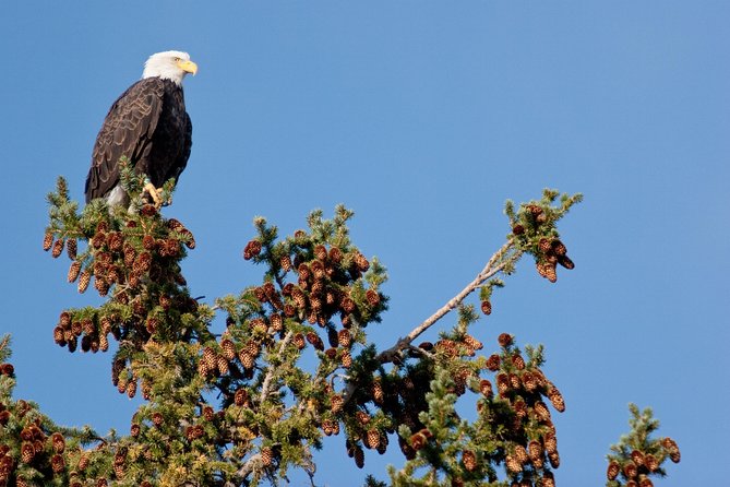 Half-Day Wildlife Safari Tour in Grand Teton National Park - Price and Value: Why $170 Can Feel Like a Bargain Here