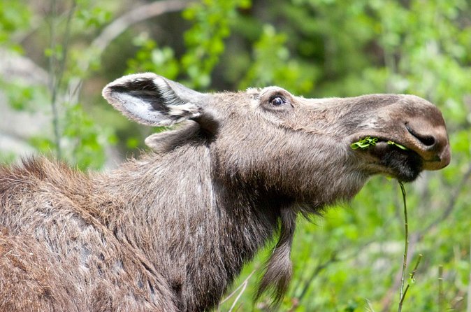 Half-Day Wildlife Safari Tour in Grand Teton National Park - Who This Half-Day Safari Fits Best