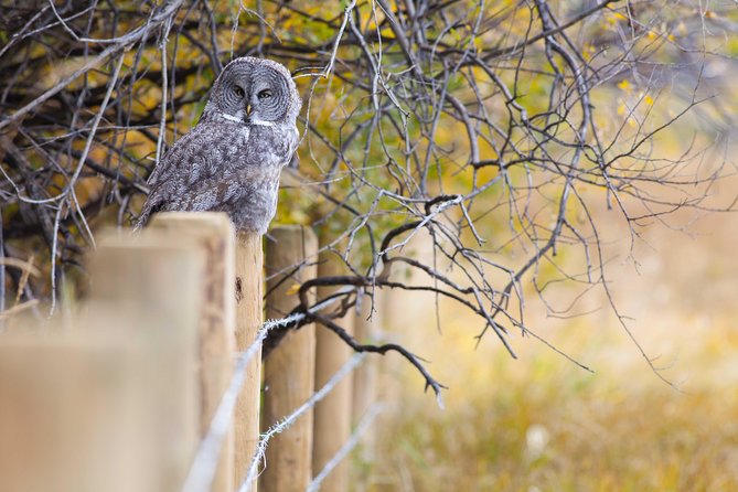 Half-Day Wildlife Safari Tour in Grand Teton National Park - Pickup in Jackson Hole and Teton Village, Plus a Plan for Getting Seated