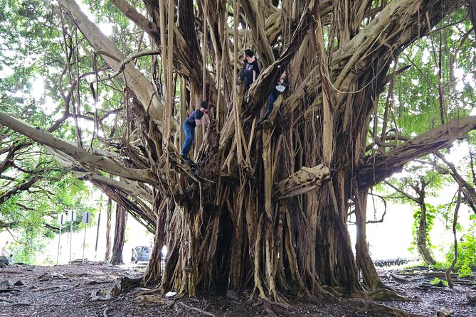 Hawaii Volcanoes, Waterfalls, Beaches & Hilo Highlights Day Tour - Rainbow Falls: Iconic Mist, Tropical Texture, and That Banyan Tree