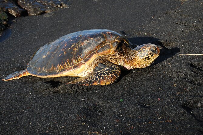 Hilo Shore Excursion: Volcanoes National Park & Black Sand Beach - Thurston Lava Tube: the walk you will remember