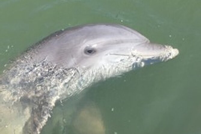 Hilton Head Dolphin Tour with Stop at Disappearing Island - Key points before you go