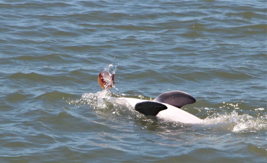 Hilton Head Island: Daytime Dolphin Watching Boat Tour - Key highlights before you go