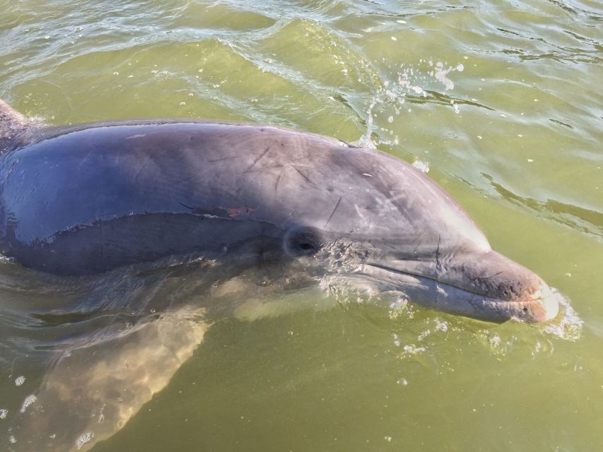 Hilton Head Island: Daytime Dolphin Watching Boat Tour - Boarding at Lowcountry Watersports: small details that can make or break it