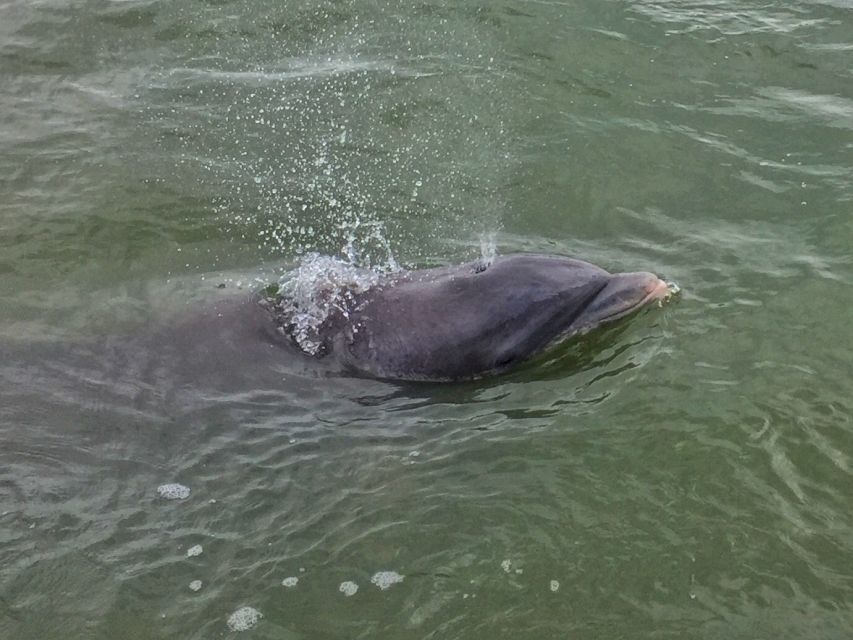 Hilton Head Island: Daytime Dolphin Watching Boat Tour - Is $39 good value for a Hilton Head dolphin cruise?