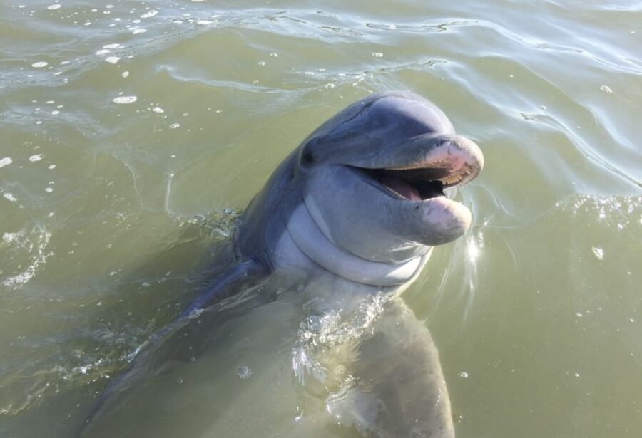 Hilton Head Island: Daytime Dolphin Watching Boat Tour - The 90-minute route: Hilton Head, Harbour Town Lighthouse, and Daufuskie passes