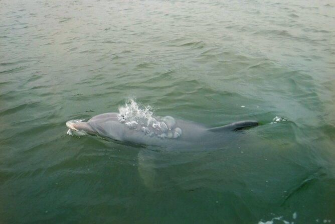 Hilton Head Island Dolphin Boat Cruise - Why Broad Creek Is a Smart Place to Hunt for Dolphins