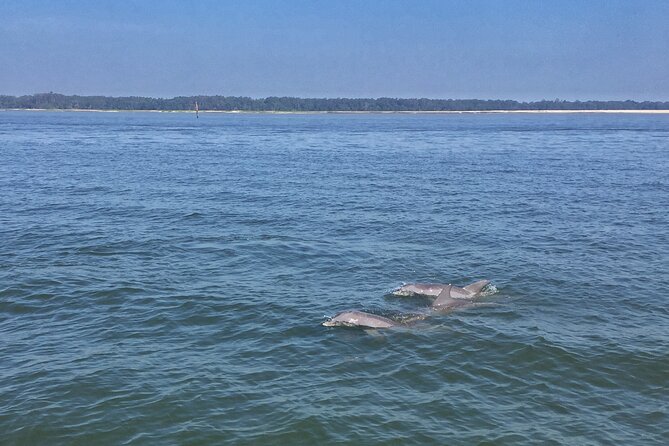 Hilton Head Island Dolphin Boat Cruise - The Lowcountry Watersports Start: What You Do Before You Ever See a Dolphin