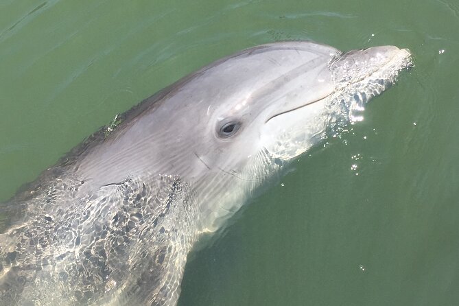 Hilton Head Island Dolphin Boat Cruise - Dolphin Spotting That Tries to Beat the Odds