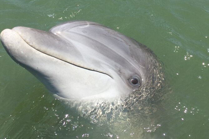 Hilton Head Island Dolphin Boat Cruise - More Than Dolphins: Birds and Marsh Life on the Narration