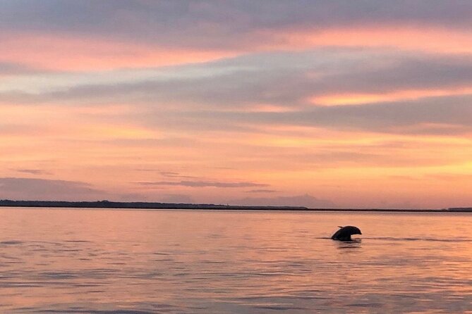 Hilton Head Island Dolphin Boat Cruise - The 90-Minute Schedule That Works for Families (and Adults Too)