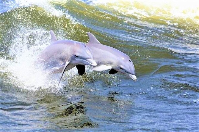 Hilton Head Island Ocean Dolphin Cruise - Key things to know before you go